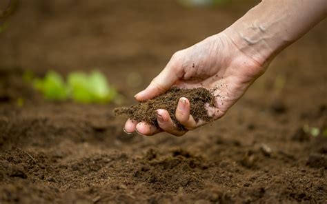 The Future of Agriculture: Exploring the Role of Magic Dirt in Sustainable Food Production